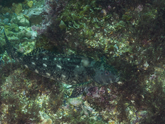Aplodactylus lophodon