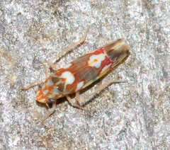 Erythroneura elegans