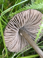 Entoloma perzonatum