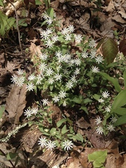 Stellaria pubera