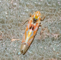 Erythroneura octonotata