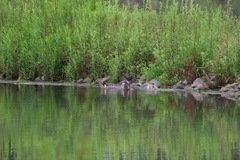 Malacorhynchus membranaceus