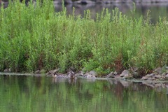 Malacorhynchus membranaceus