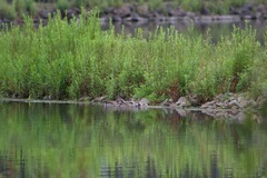 Malacorhynchus membranaceus