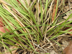 Panicum effusum