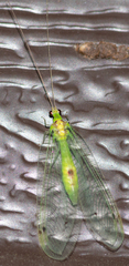 Leucochrysa insularis
