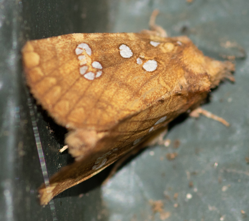 Ash Shoot Borer Moth photo 5