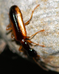 Leptotrachelus dorsalis
