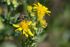 Eristalina