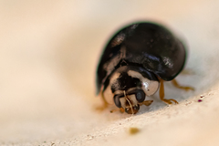 Cheilomenes propinqua