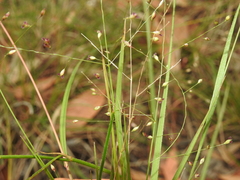 Panicum effusum