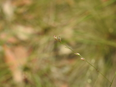 Panicum effusum