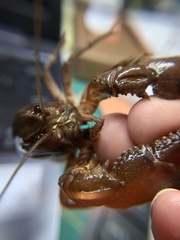 Creaserinus hedgpethi