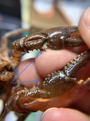 Creaserinus hedgpethi