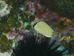 Chaetodon citrinellus