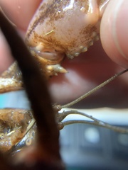 Creaserinus hedgpethi