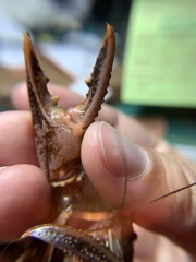 Creaserinus hedgpethi