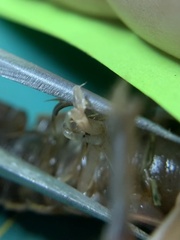 Creaserinus hedgpethi