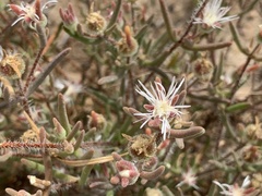 Drosanthemum calycinum