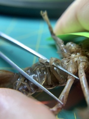 Creaserinus hedgpethi