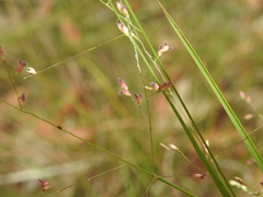 Panicum effusum