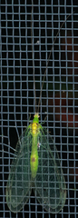 Leucochrysa insularis