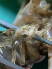 Creaserinus hedgpethi