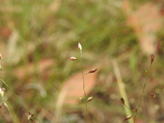 Panicum effusum