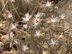 Drosanthemum calycinum