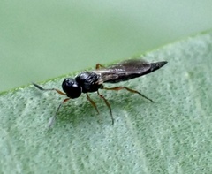 Scelioninae