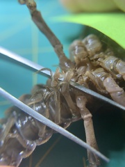 Creaserinus hedgpethi