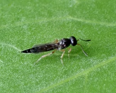 Scelioninae