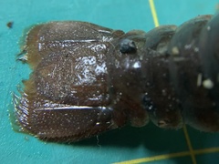 Creaserinus hedgpethi