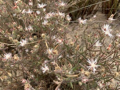 Drosanthemum calycinum