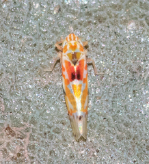 Erythroneura octonotata