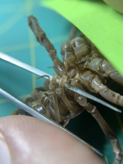 Creaserinus hedgpethi