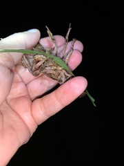 Creaserinus hedgpethi