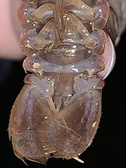 Creaserinus hedgpethi