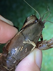 Creaserinus hedgpethi