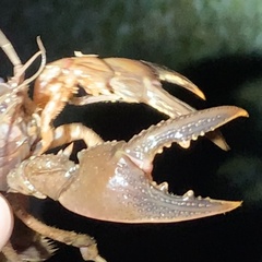 Creaserinus hedgpethi