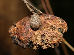 Apiomorpha spinifer