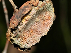Apiomorpha spinifer