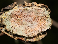 Apiomorpha spinifer