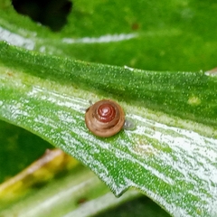 Coneuplecta calculosa