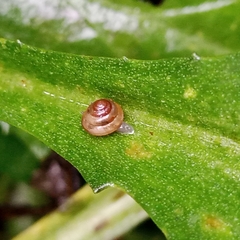 Coneuplecta calculosa