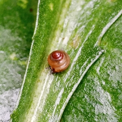 Coneuplecta calculosa