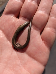 Hemiergis decresiensis