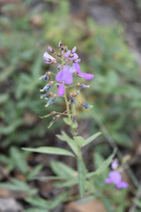 Desmodium batocaulon