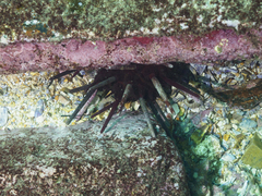 Phyllacanthus parvispinus