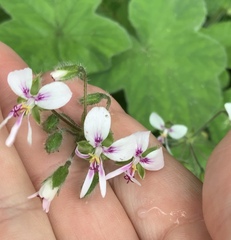 Pelargonium tomentosum
